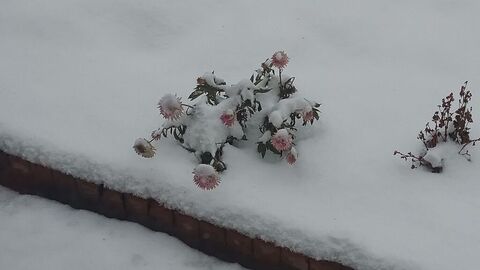 IMG_20241124_094851780.jpg