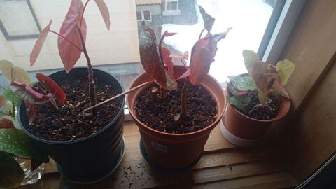 IMG_20250404_161101079_MFNR.jpg