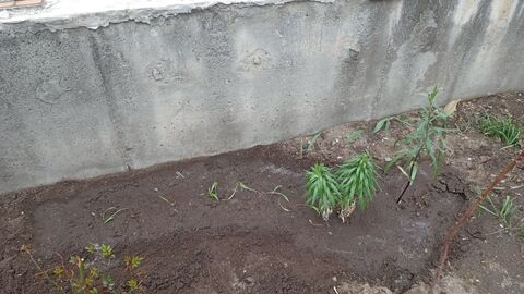 IMG_20250426_141058578_MFNR.jpg