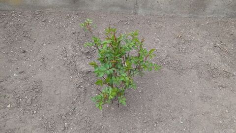 IMG_20250509_172458629_MFNR.jpg