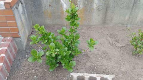 IMG_20250509_172509687_MFNR.jpg